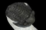 Two Detailed Gerastos Trilobite Fossils - Morocco #119012-8